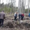 Miško sodinimas 2017